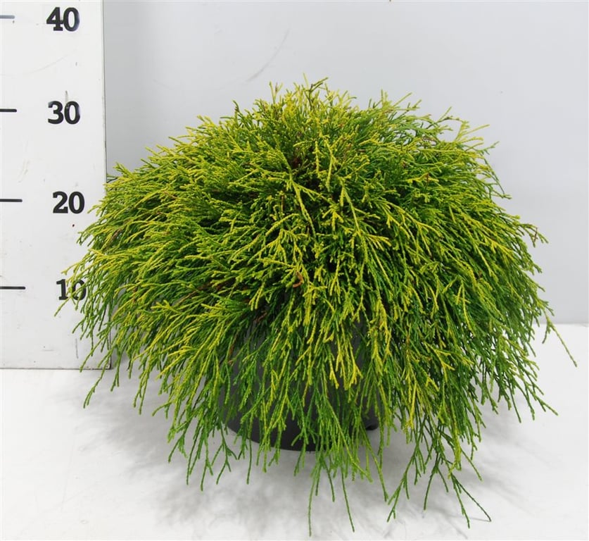 Кипарисовик горохоплодный Санголд